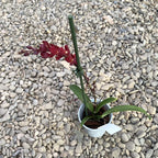 Leomesezia (Howeara) Lava Burst