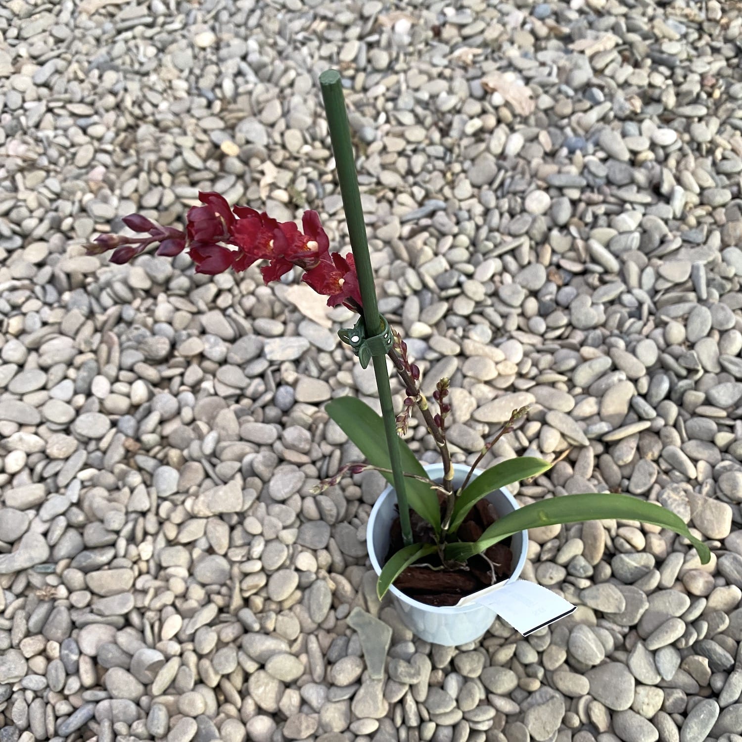 Leomesezia (Howeara) Lava Burst