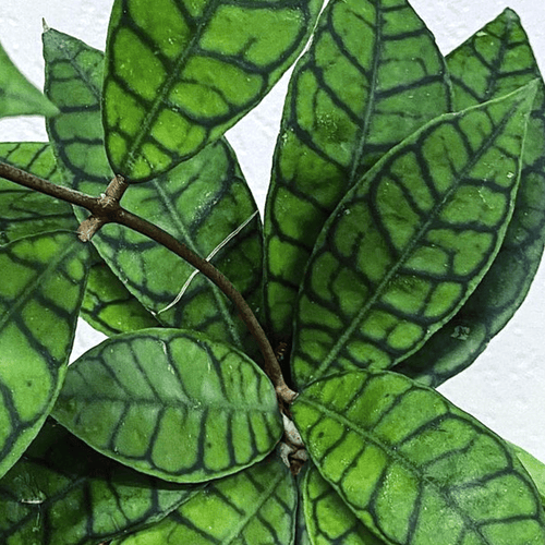 Hoya callistophylla D9 – Secret Garden Plant Shop