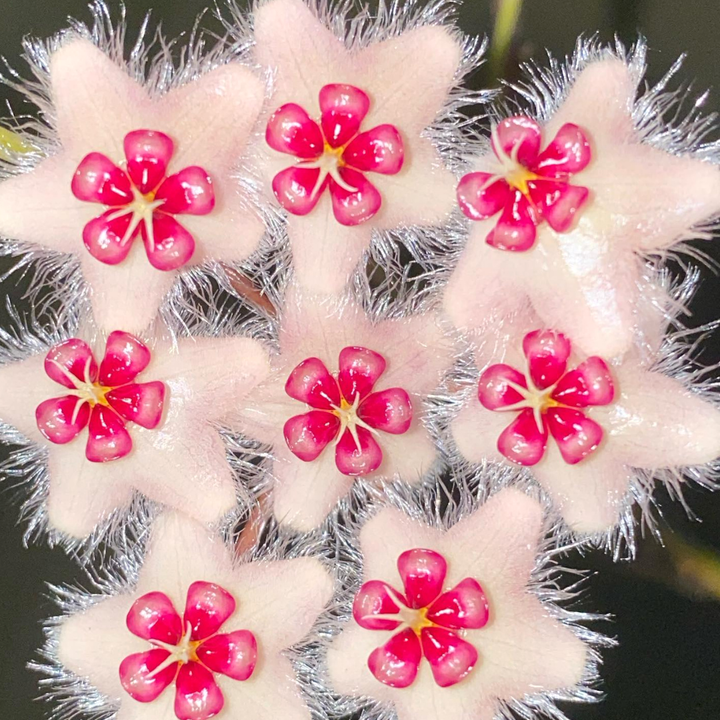 Hoya caudata 'big and green leaves'