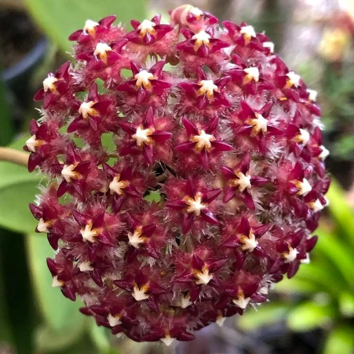 Hoya mindorensis 'Purple Star' (Poring Sabah IML 1777 H67)