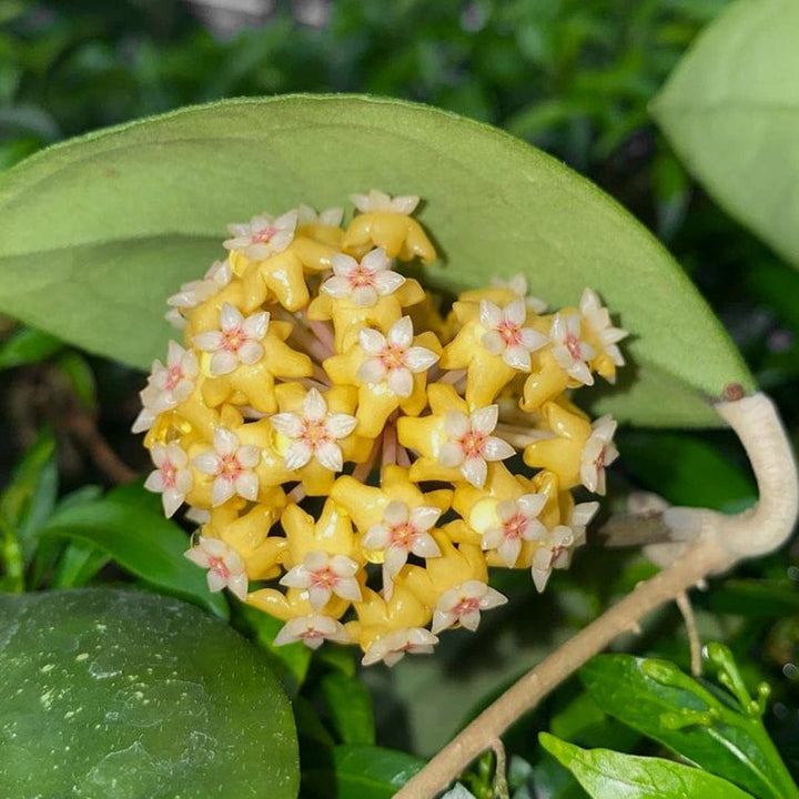 Hoya vitellina