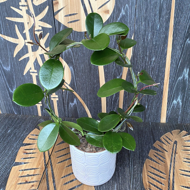 Hoya australis ssp. tenuipes