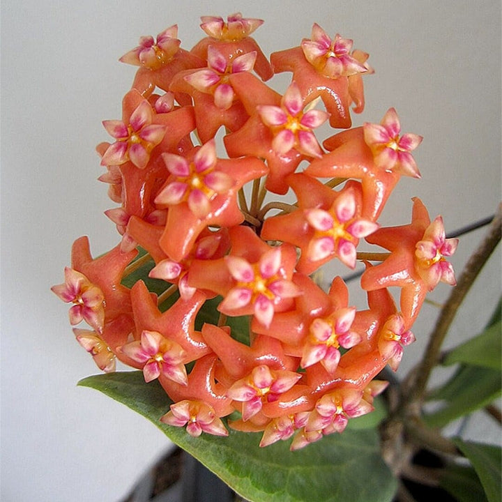 Hoya benguetensis