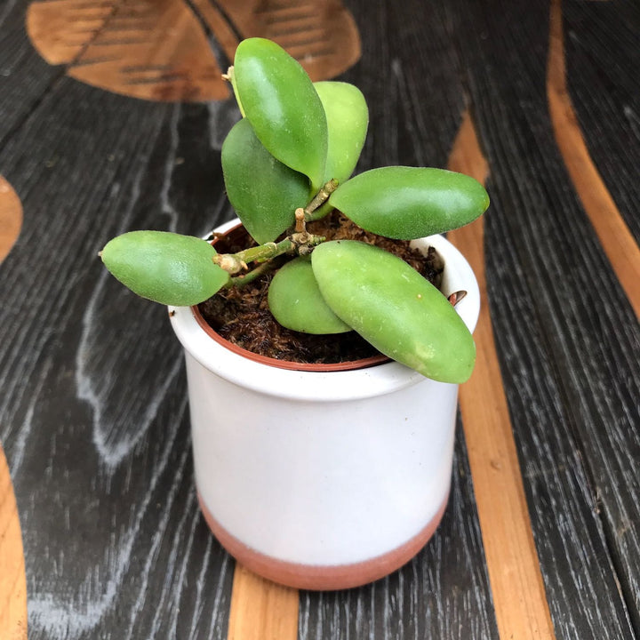 Hoya brevialata