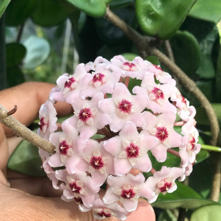 Hoya carnosa 'Krinkle 8'