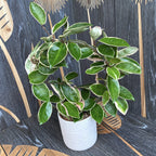 Hoya carnosa 'Krimson Queen'