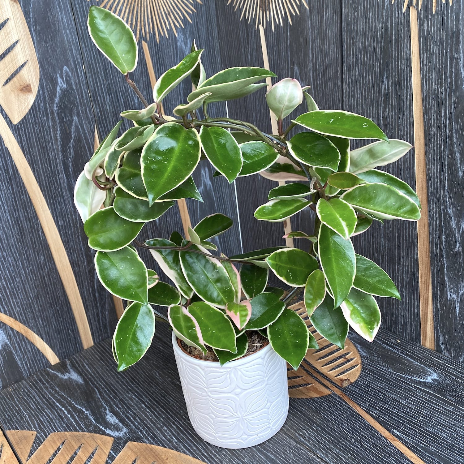 Hoya carnosa 'Krimson Queen'