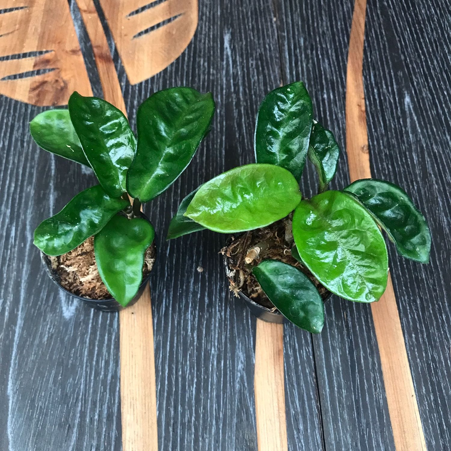 Hoya carnosa 'Krinkle 8' - parfum de ciocolata