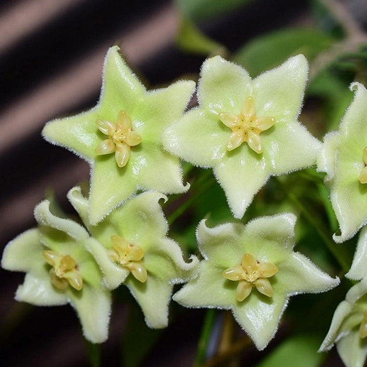 Hoya chlorantha