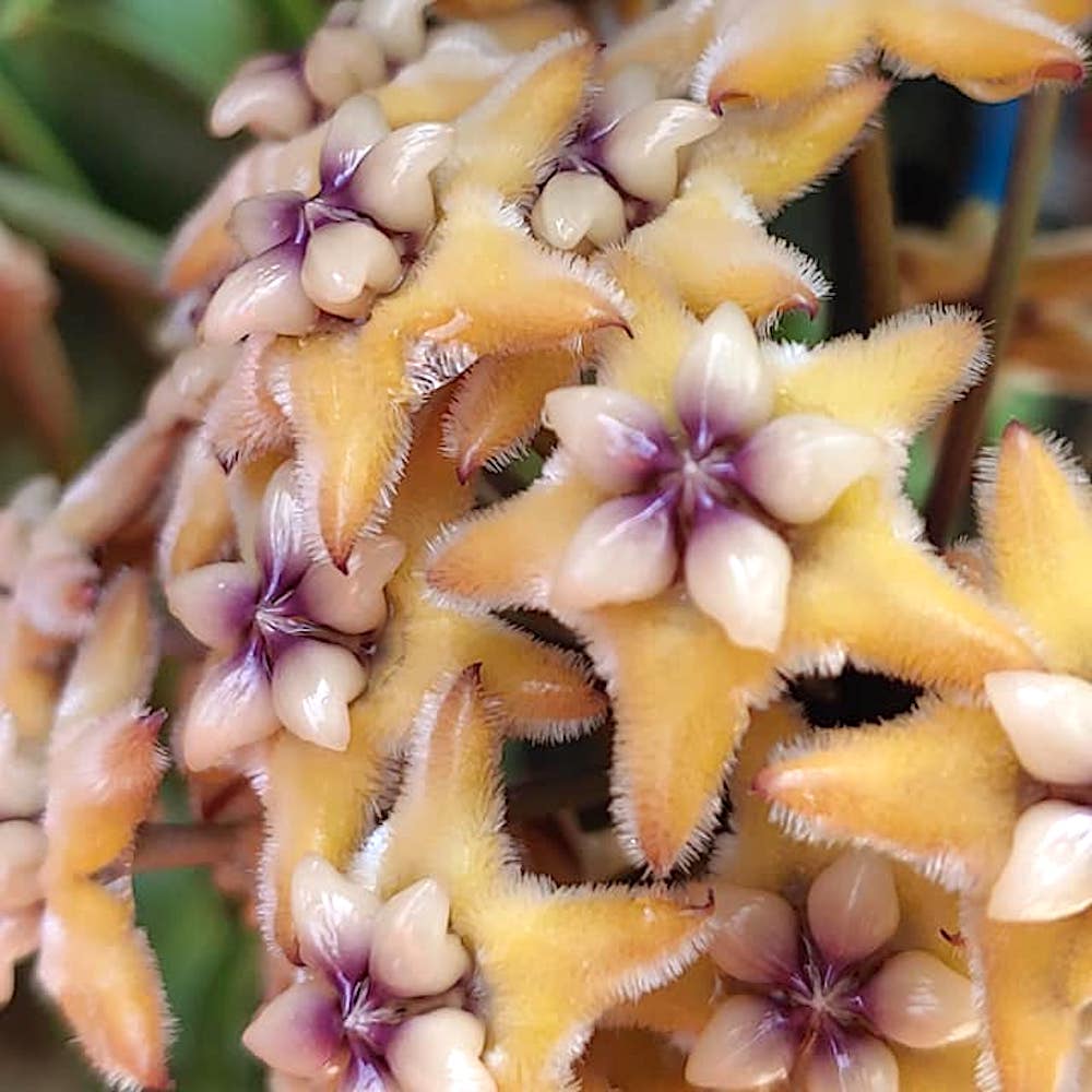 Hoya coriacea