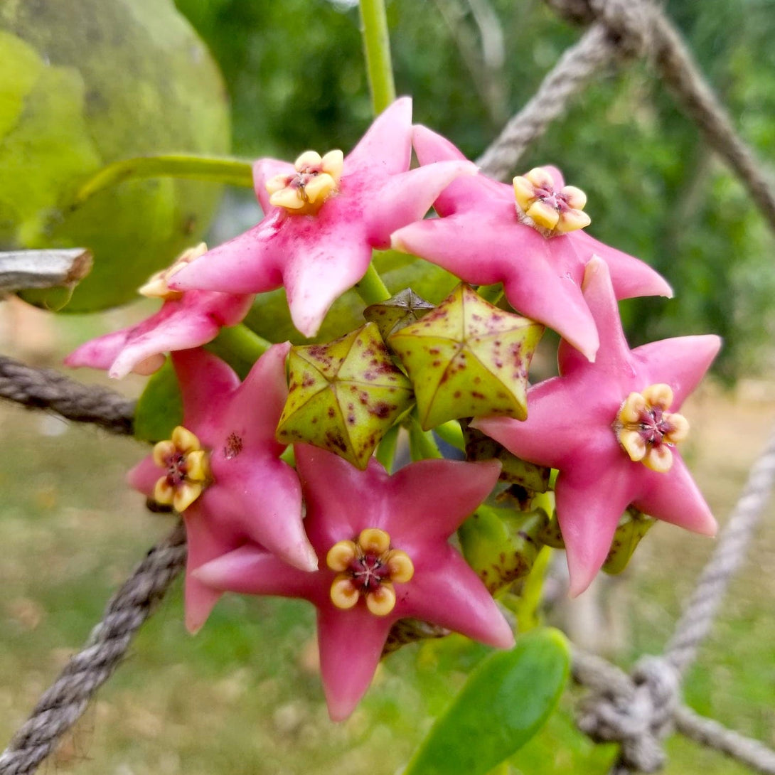 Hoya coronaria 'Pink'
