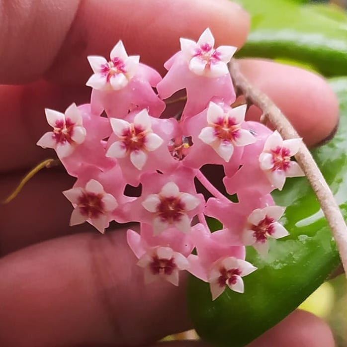 Hoya dolichosparte 'Pink'