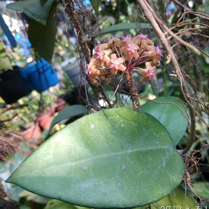 Hoya fuscomarginata