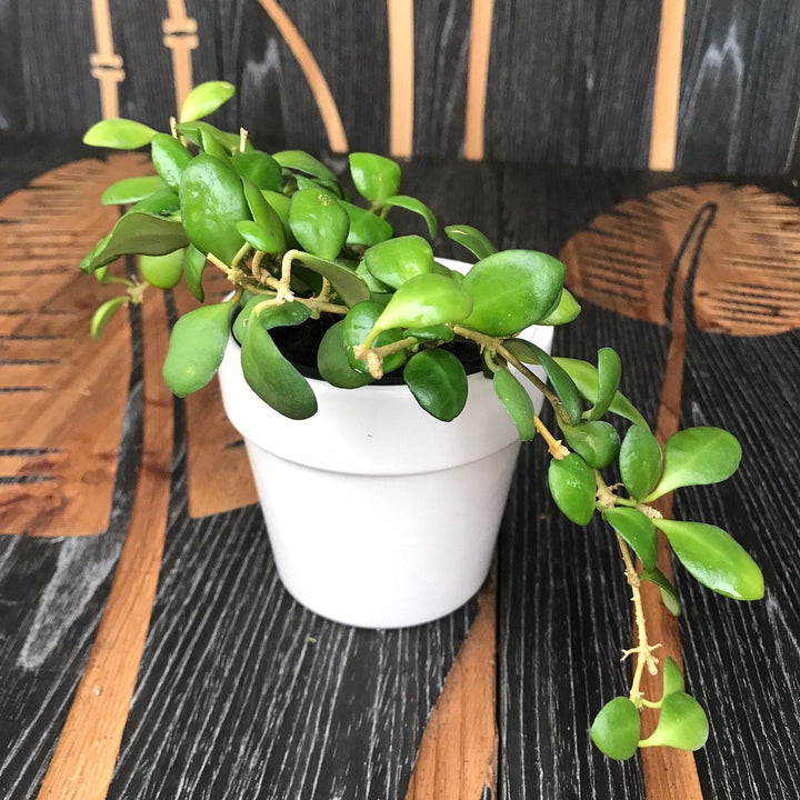 Hoya heuschkeliana 'Yellow'