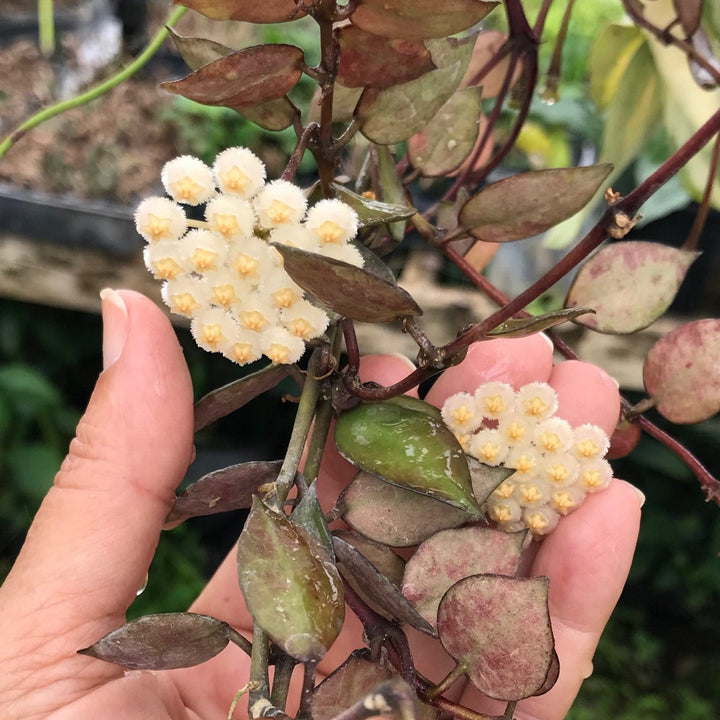 Hoya krohniana 'Black Leaves'