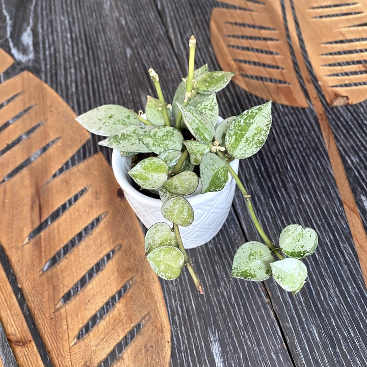 Hoya lacunosa 'Silver leaves'