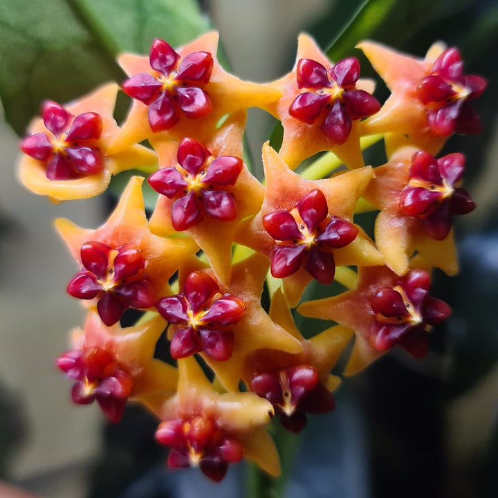 Hoya lobbii 'Orange'