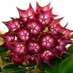 Hoya macgillivrayi