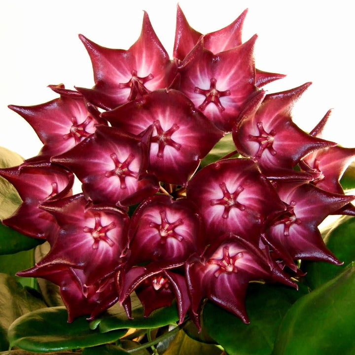 Hoya macgillivrayi