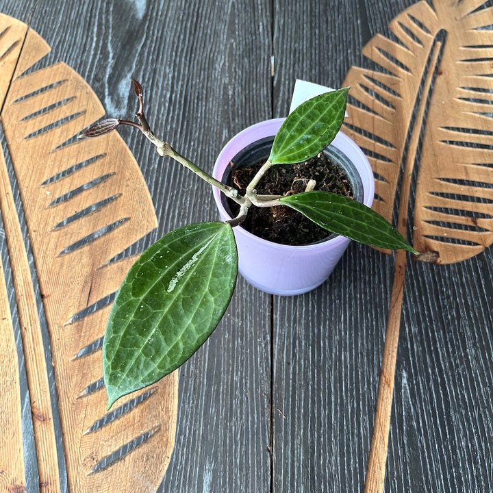 Hoya macrophylla