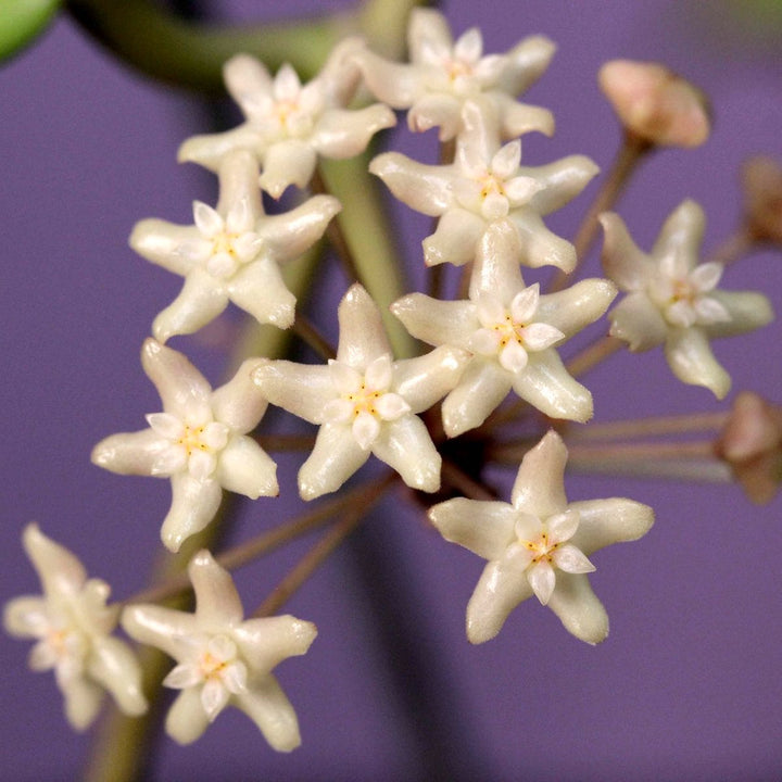 Hoya merrillii (long leaf)