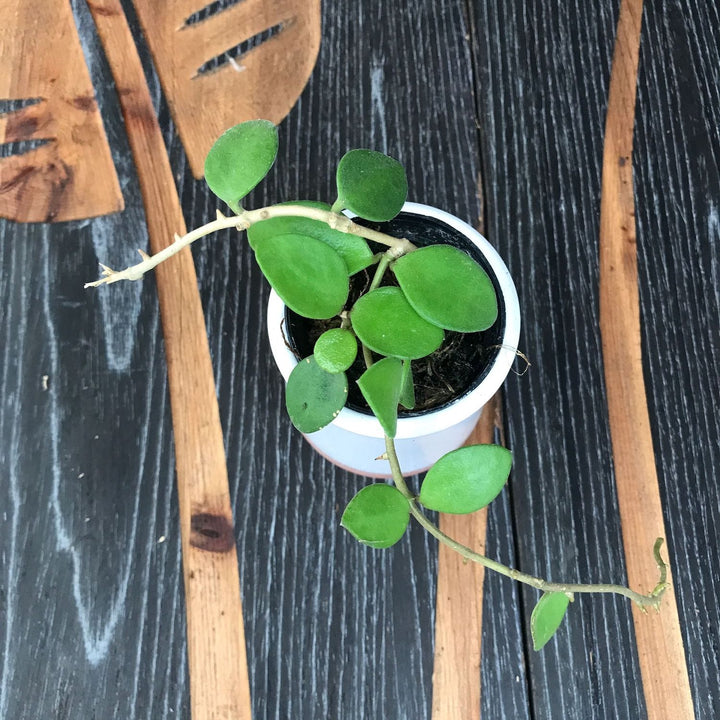 Hoya nummularioides