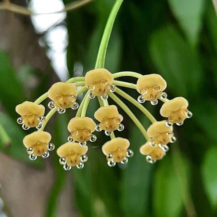 Hoya odetteae (Hoya tsangii)