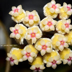 Hoya peninsularis (Hoya sp. perak 'Teddy Bear')