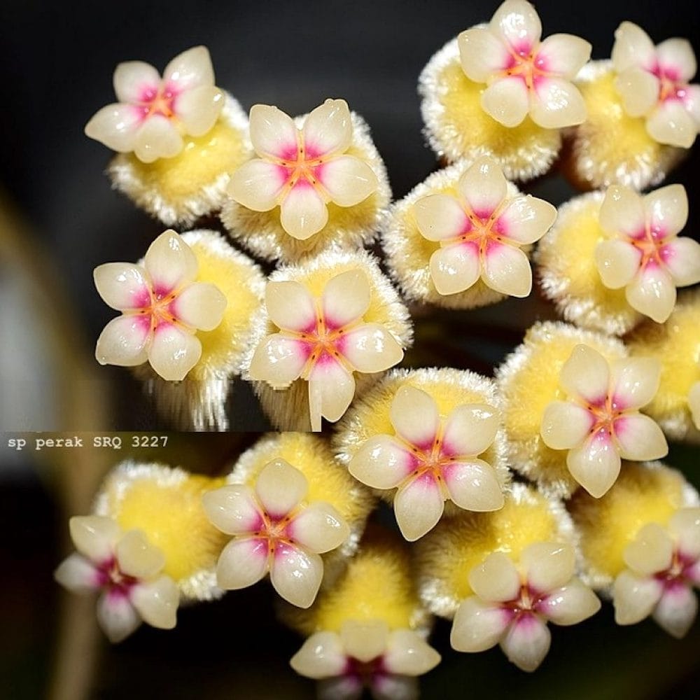 Hoya peninsularis (Hoya sp. perak 'Teddy Bear')