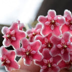 Hoya pubicalyx 'Pink Dragon'