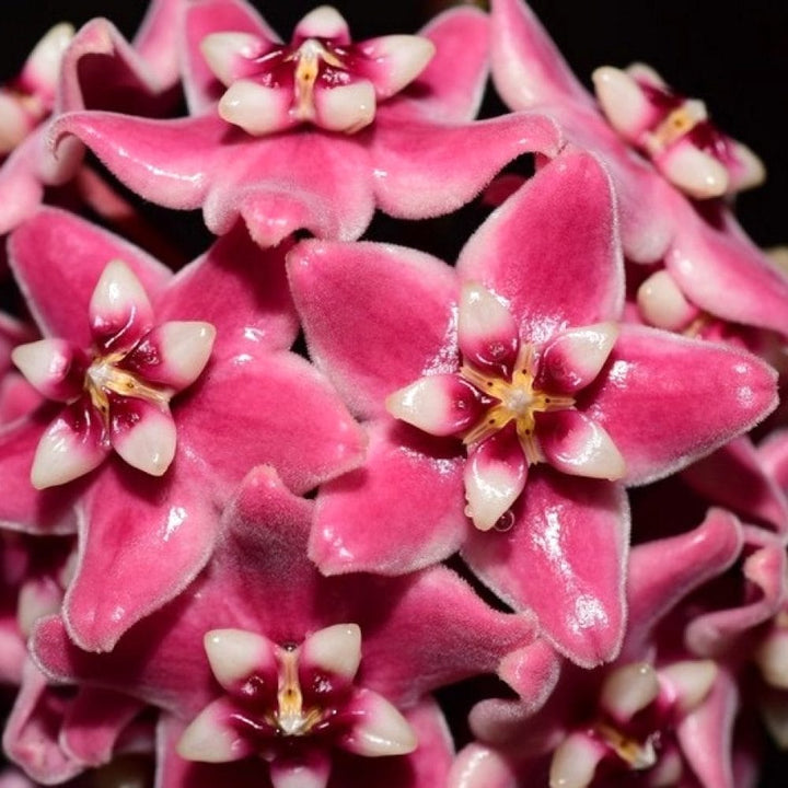 Hoya subcalva