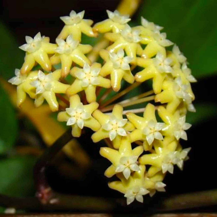 Hoya surigaoensis EG 00897