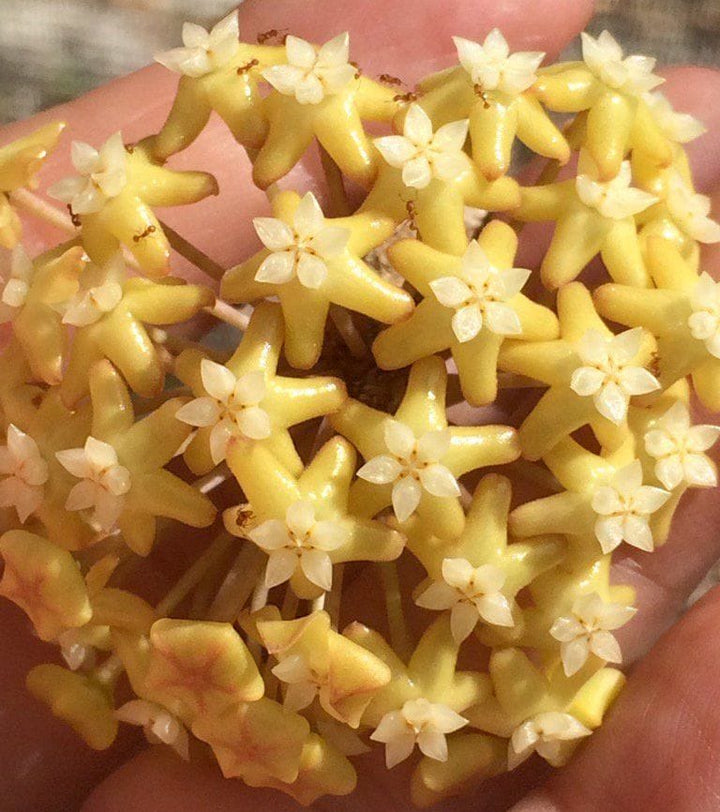 Hoya surigaoensis EG 00897