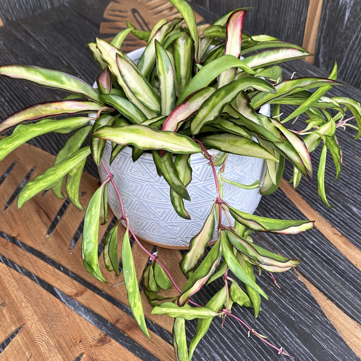 Hoya wayetii 'Variegata'