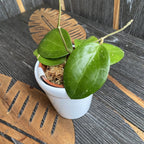 Hoya sp. BP-01