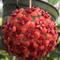 Hoya sp. UT-248