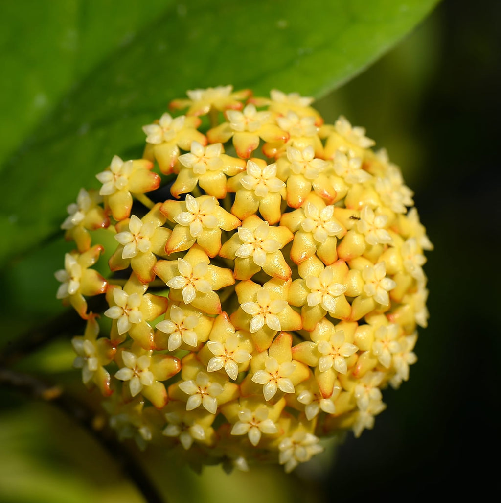 Hoya 'Viola' - XL Exemplare