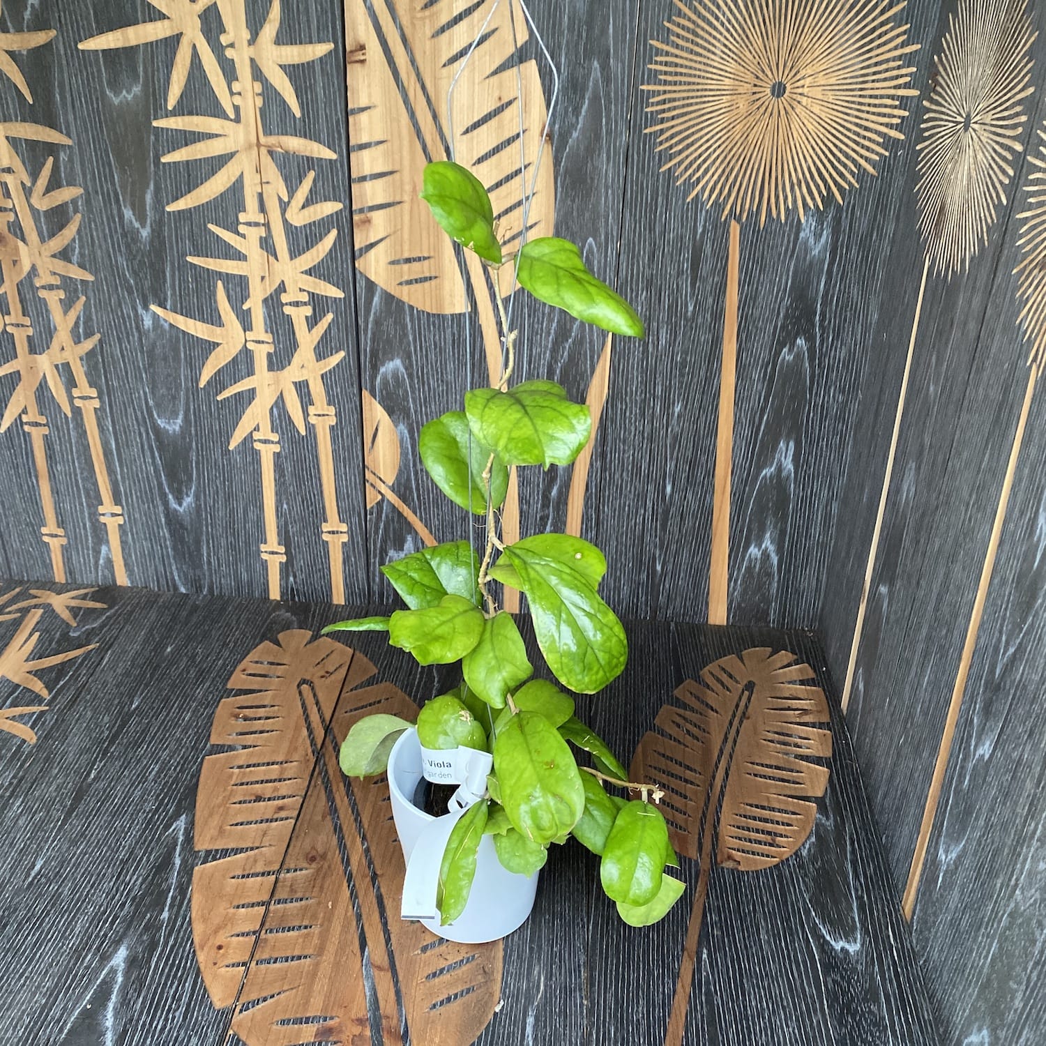 Hoya 'Viola' - exemplare XL