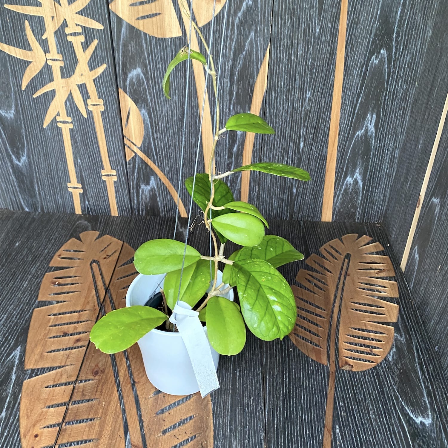 Hoya 'Viola' - exemplare XL