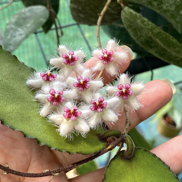 Hoya caudata 'big and green leaves'