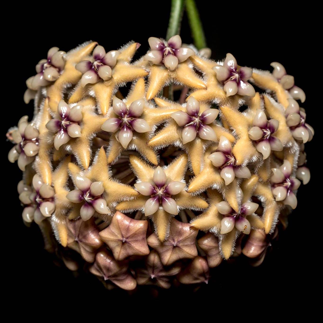 Hoya coriacea