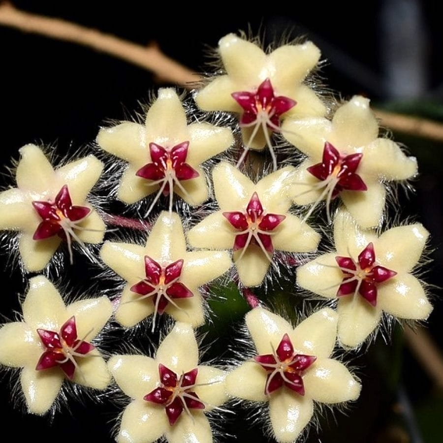 Hoya flagellata