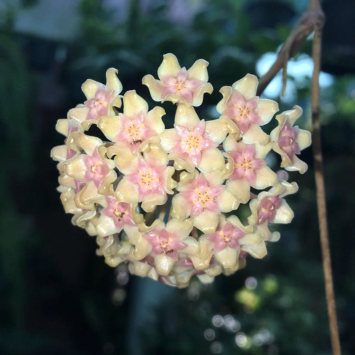 Hoya fuscomarginata