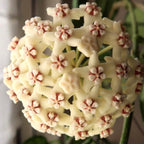 Hoya globulosa