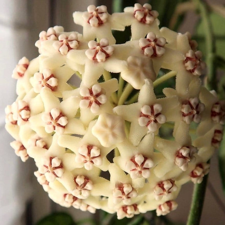 Hoya globulosa