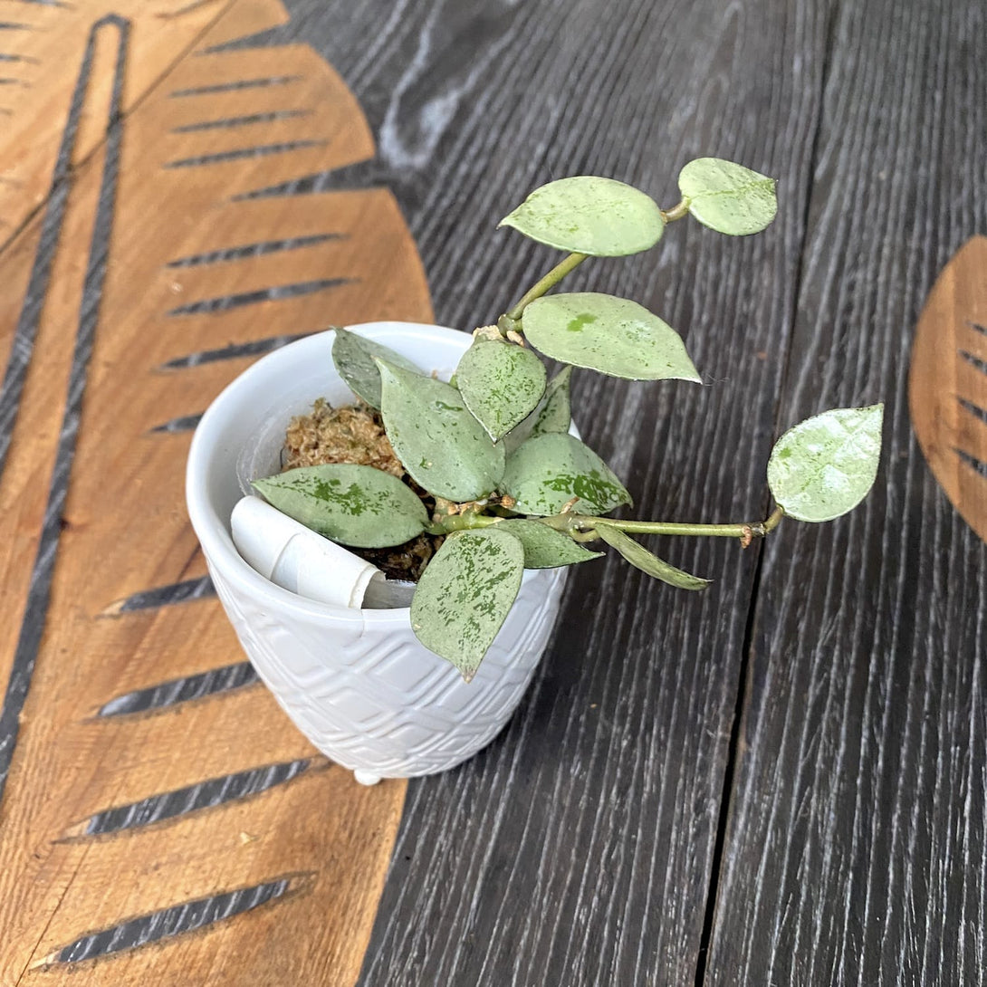 Hoya lacunosa 'Silver leaves'