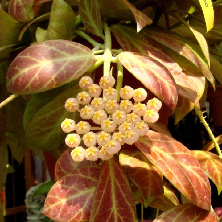 Hoya obscura