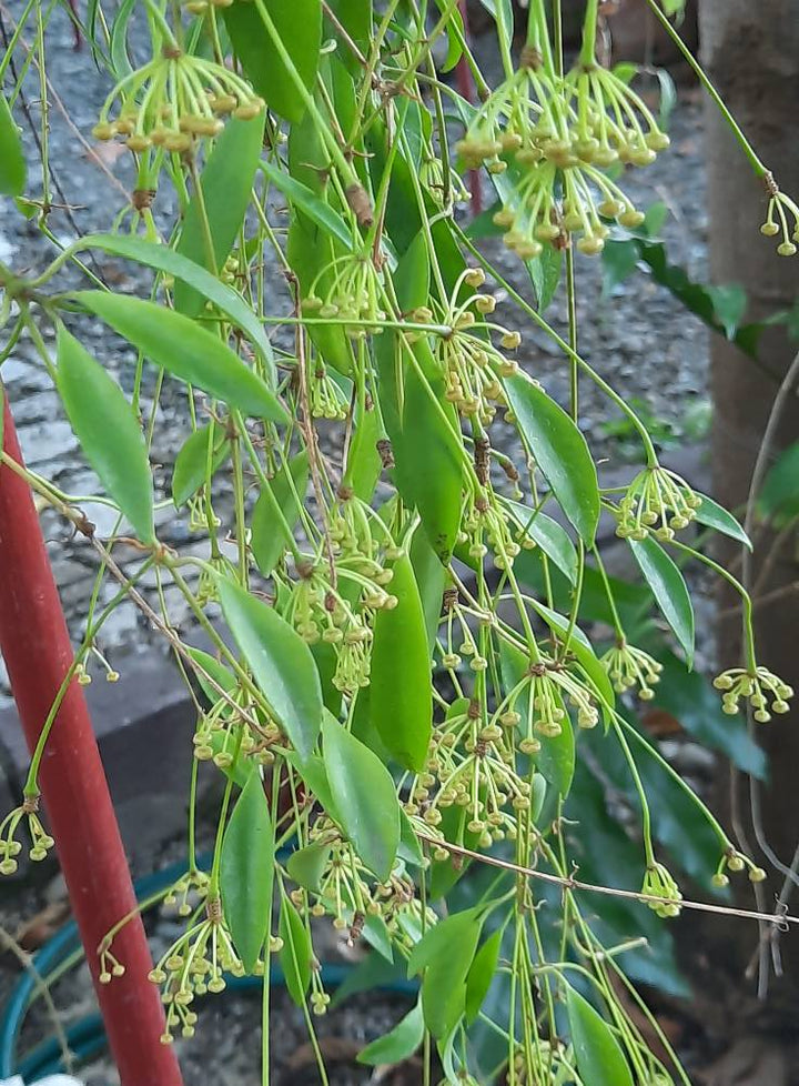 Hoya odetteae (Hoya tsangii)