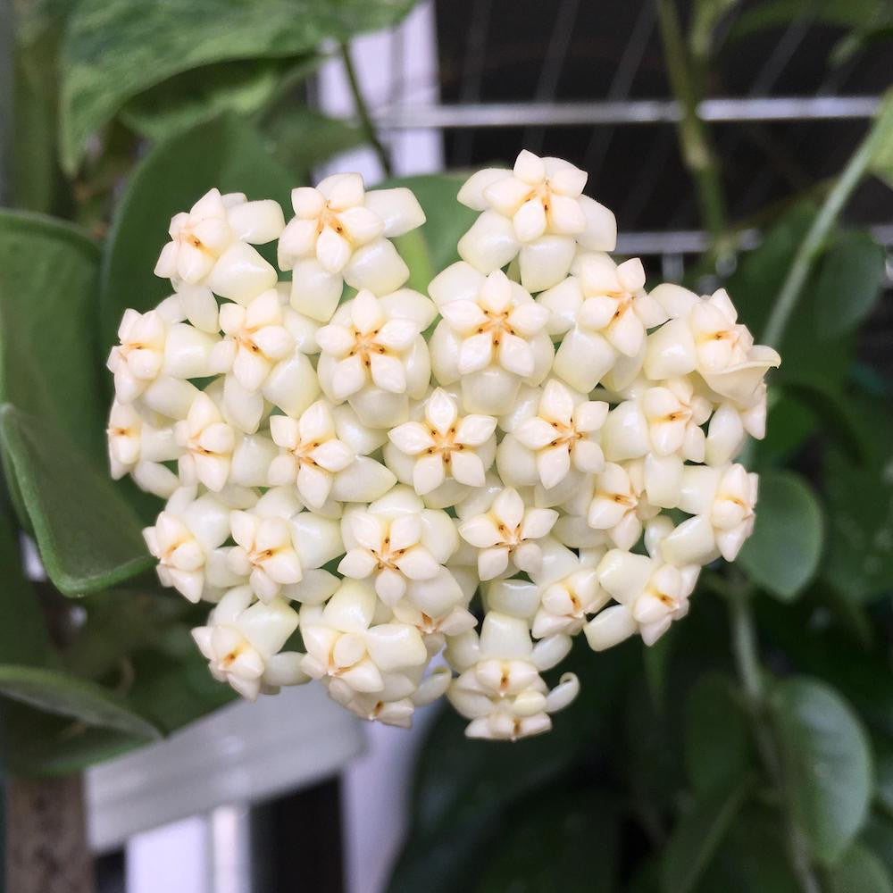 Hoya pachyclada